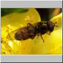 Xanthandrus comtus - Raupen-Plattbauchschwebfliege m04.jpg